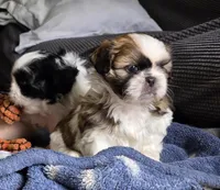 Clover, a female Shih Tzu for sale in Brandenburg, KY – Photo 4 of 6