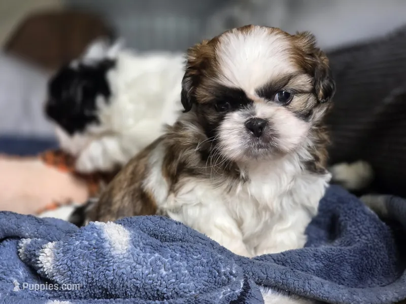 Clover, a female Shih Tzu for sale in Brandenburg, KY – Photo 1 of 6
