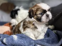 Clover, a female Shih Tzu for sale in Brandenburg, KY – Photo 5 of 6