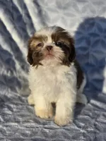 Ruby, a female Shih Tzu for sale in Brandenburg, KY – Photo 2 of 7
