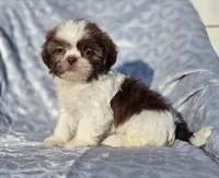 Ruby, a female Shih Tzu for sale in Brandenburg, KY – Photo 7 of 7
