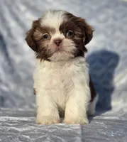 Ruby, a female Shih Tzu for sale in Brandenburg, KY – Photo 6 of 7