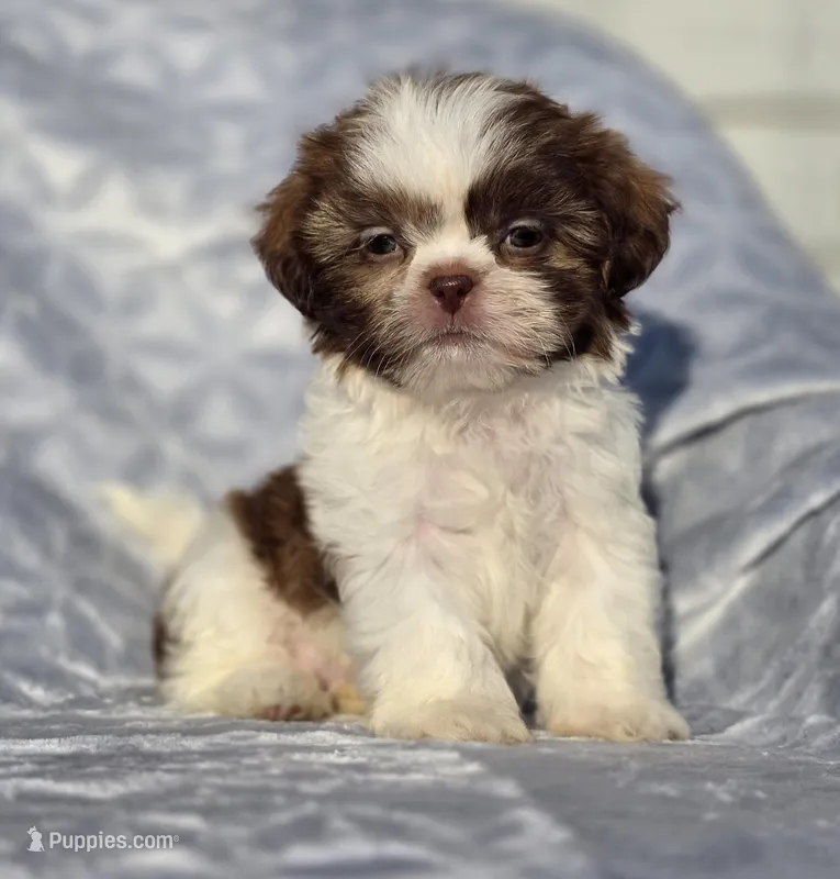 Ruby, a female Shih Tzu for sale in Brandenburg, KY – Photo 1 of 7