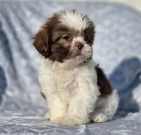 Ruby, a female Shih Tzu for sale in Brandenburg, KY – Photo 3 of 7