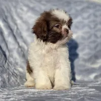 Ruby, a female Shih Tzu for sale in Brandenburg, KY – Photo 4 of 7