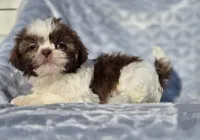 Ruby, a female Shih Tzu for sale in Brandenburg, KY – Photo 5 of 7