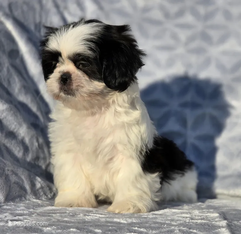 Chase , a male Shih Tzu for sale in Brandenburg, KY – Photo 1 of 3