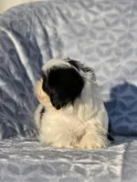 Chase , a male Shih Tzu for sale in Brandenburg, KY – Photo 3 of 3