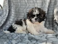 Delilah , a female Shih Tzu for sale in Brandenburg, KY – 4 of 4