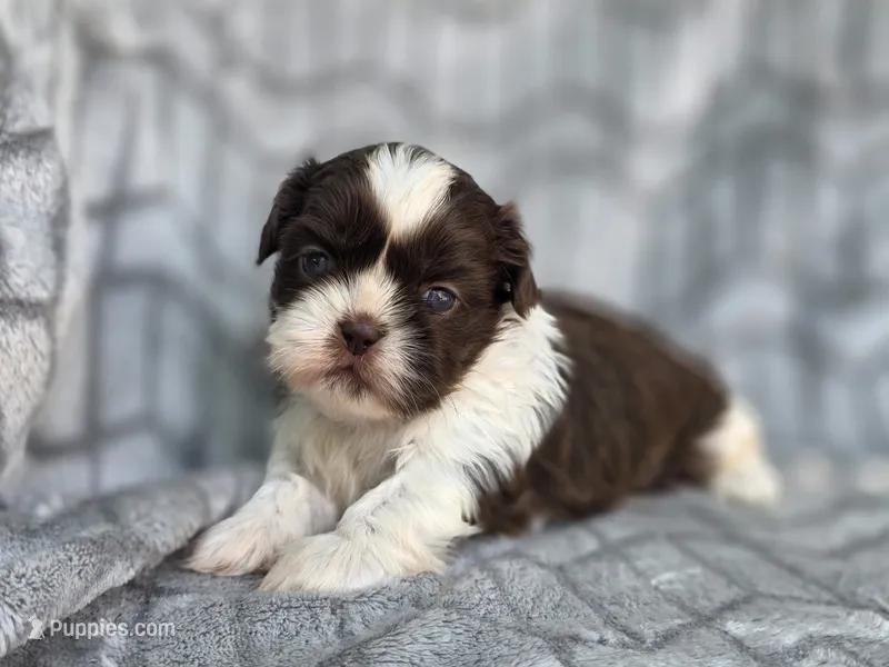 Buck – Shih Tzu puppy for sale in Brandenburg, KY