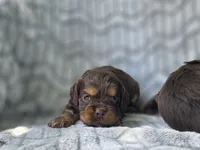 Maple, a female Cocker Spaniel for sale in Brandenburg, KY – 3 of 4
