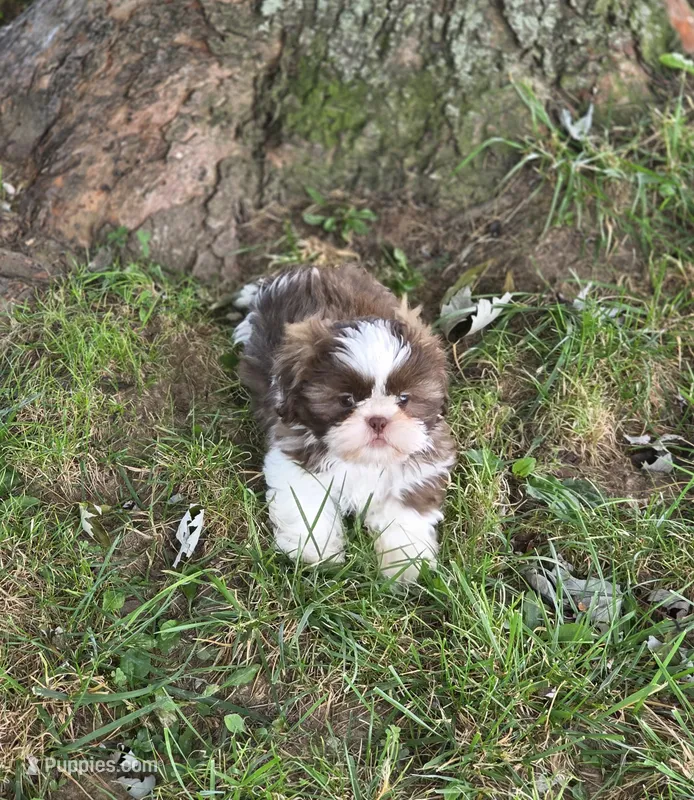 Bella Bean – Shih Tzu puppy for sale in Brandenburg, KY