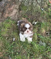 Bella Bean, a female Shih Tzu for sale in Brandenburg, KY – 1 of 10