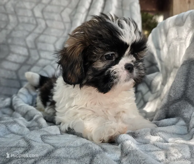 Delilah  – Shih Tzu puppy for sale in Brandenburg, KY