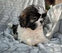 Delilah , a female Shih Tzu for sale in Brandenburg, KY – 1 of 4