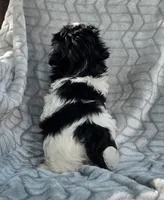 Spooky, a male Shih Tzu for sale in Brandenburg, KY – 3 of 4