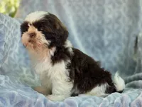 Finn, a male Shih Tzu for sale in Brandenburg, KY – 4 of 6