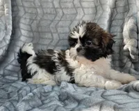 Delilah , a female Shih Tzu for sale in Brandenburg, KY – 2 of 4