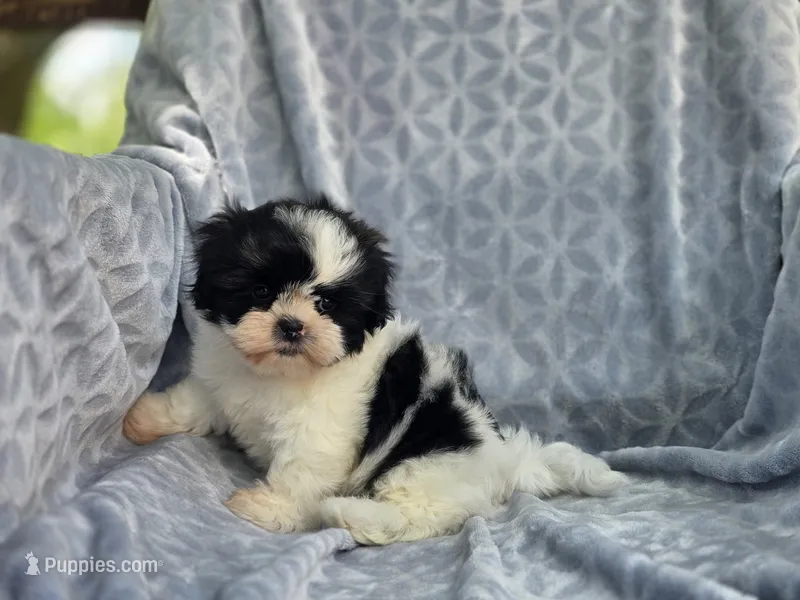 Dolly – Shih Tzu puppy for sale in Brandenburg, KY