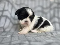 Dolly, a female Shih Tzu for sale in Brandenburg, KY – 2 of 3