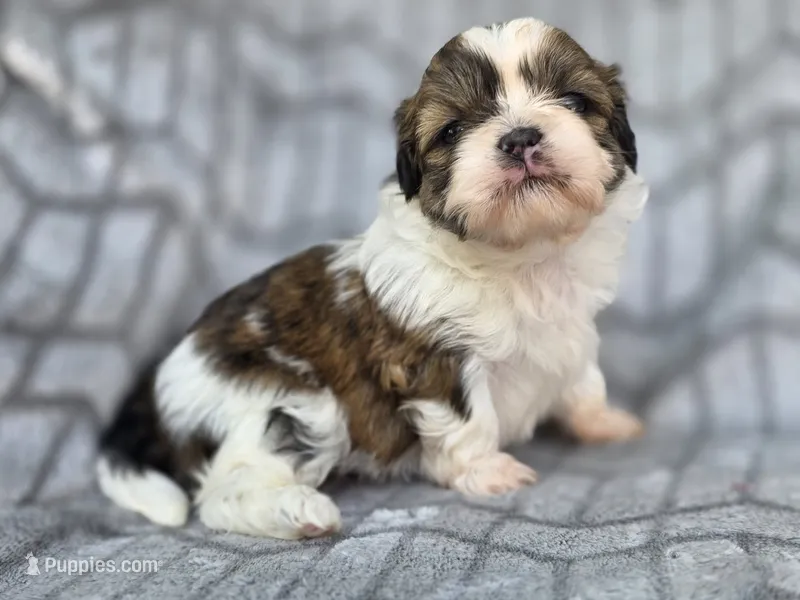 Jean – Shih Tzu puppy for sale in Brandenburg, KY