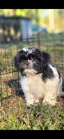 Spooky, a male Shih Tzu for sale in Brandenburg, KY – 7 of 7
