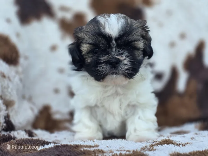 Diva – Shih Tzu puppy for sale in Brandenburg, KY