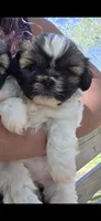 Diva, a female Shih Tzu for sale in Brandenburg, KY – Photo 4 of 4