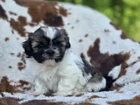 Diva, a female Shih Tzu for sale in Brandenburg, KY – Photo 2 of 4