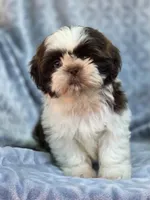 Finn, a male Shih Tzu for sale in Brandenburg, KY – 3 of 6