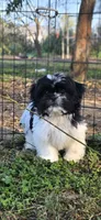 Spooky, a male Shih Tzu for sale in Brandenburg, KY – 4 of 7