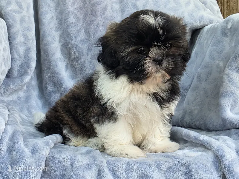 Angel – Shih Tzu puppy for sale in Brandenburg, KY