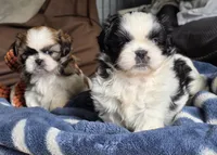 Willow, a female Shih Tzu for sale in Brandenburg, KY – Photo 3 of 6