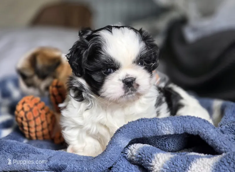 Willow – Shih Tzu puppy for sale in Brandenburg, KY