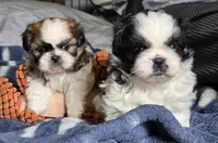 Willow, a female Shih Tzu for sale in Brandenburg, KY – Photo 5 of 6
