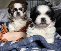 Willow, a female Shih Tzu for sale in Brandenburg, KY – Photo 4 of 6