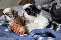 Willow, a female Shih Tzu for sale in Brandenburg, KY – Photo 6 of 6