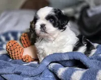 Willow, a female Shih Tzu for sale in Brandenburg, KY – Photo 2 of 6