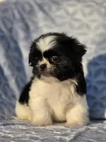 Peanut, a male Shih Tzu for sale in Brandenburg, KY – Photo 5 of 7