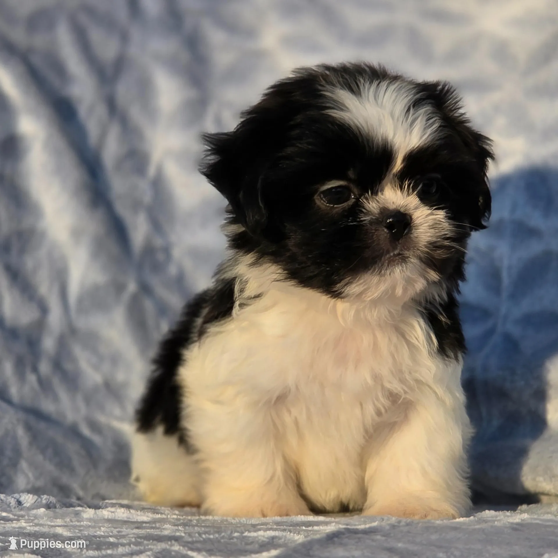 Peanut, a male Shih Tzu for sale in Brandenburg, KY – Photo 7 of 7