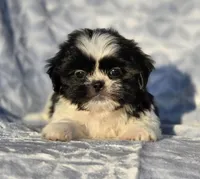 Peanut, a male Shih Tzu for sale in Brandenburg, KY – Photo 3 of 7