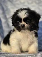 Peanut, a male Shih Tzu for sale in Brandenburg, KY – Photo 6 of 7