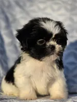 Peanut, a male Shih Tzu for sale in Brandenburg, KY – Photo 4 of 7