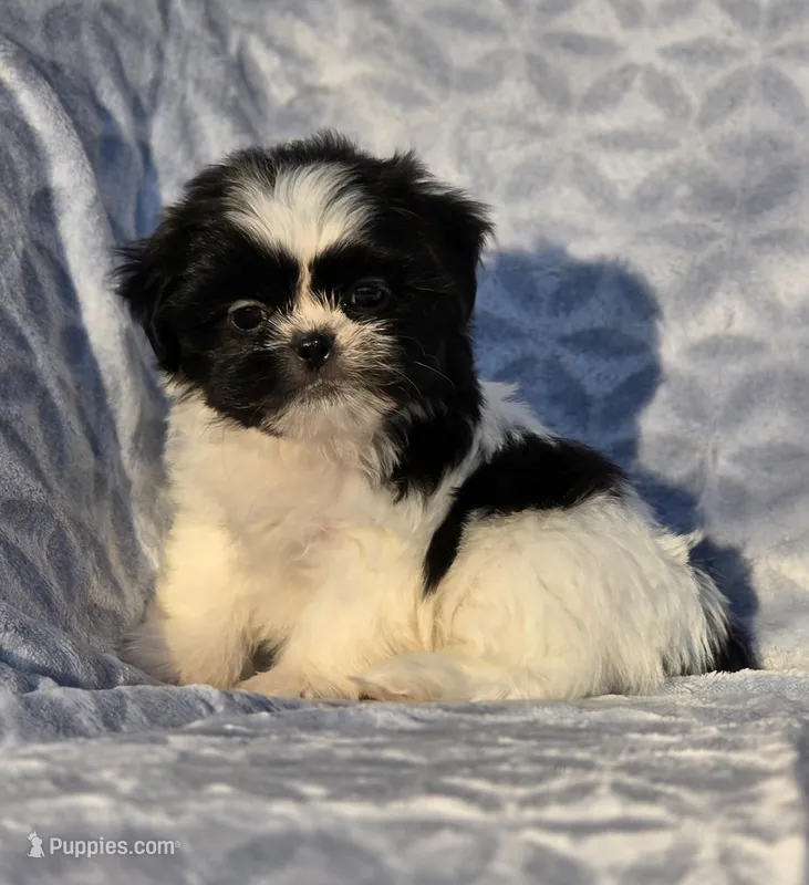 Peanut, a male Shih Tzu for sale in Brandenburg, KY – Photo 1 of 7