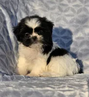 Peanut, a male Shih Tzu for sale in Brandenburg, KY – Photo 1 of 7