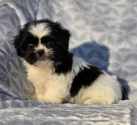 Peanut, a male Shih Tzu for sale in Brandenburg, KY – Photo 2 of 7