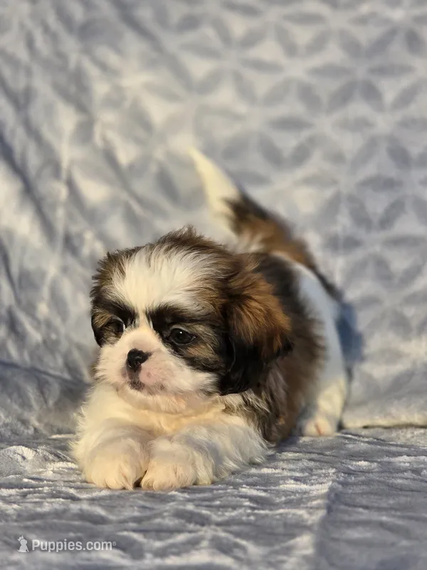 Milo, a male Shih Tzu for sale in Brandenburg, KY – Photo 1 of 3