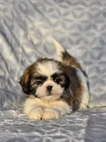 Milo, a male Shih Tzu for sale in Brandenburg, KY – Photo 2 of 3
