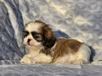 Milo, a male Shih Tzu for sale in Brandenburg, KY – Photo 3 of 3
