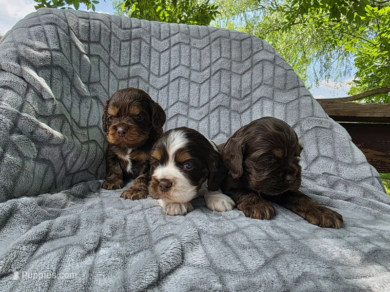Maple – Cocker Spaniel puppy for sale in Brandenburg, KY